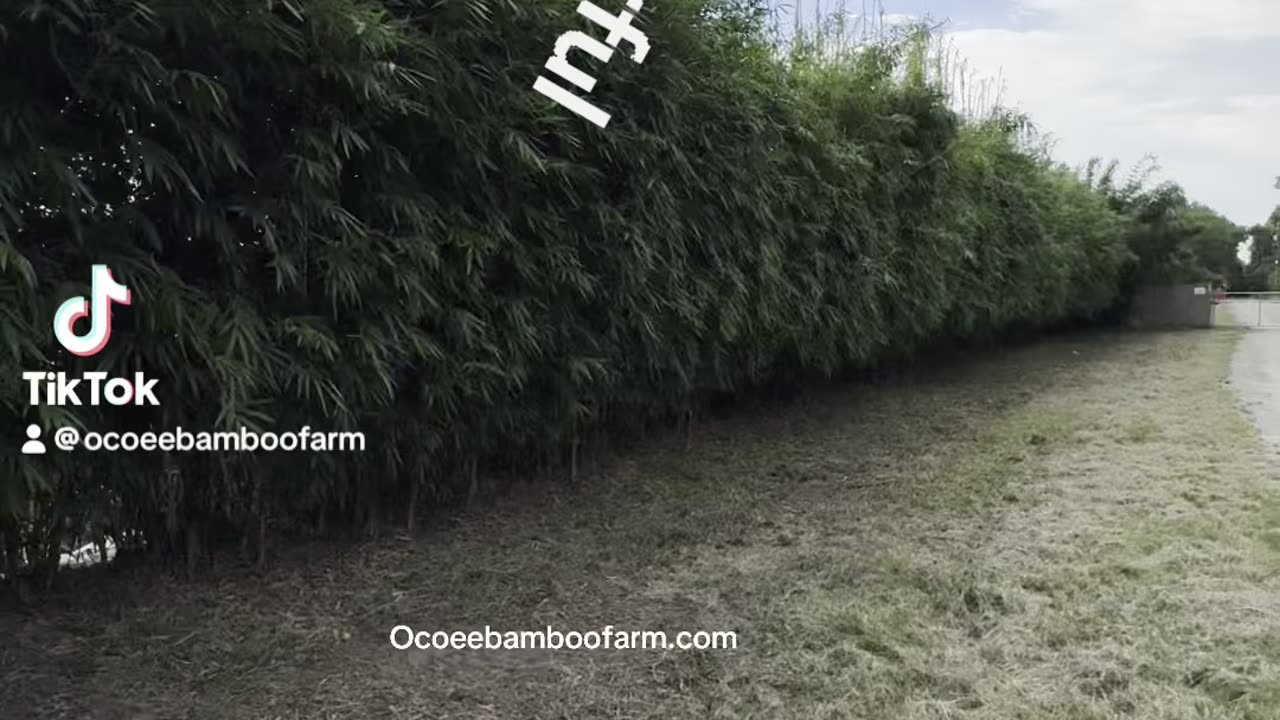 Asian Lemon Bamboo 407-777-4807 Ocoee Bamboo Farm