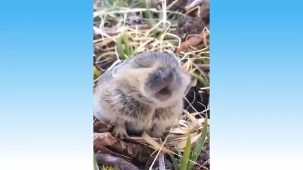 Funny animal video