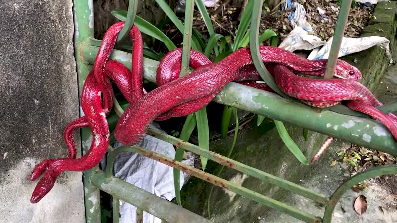 Amazing! Red Cobra Run Away From Dog Attacks ? | Cobra vs Dog