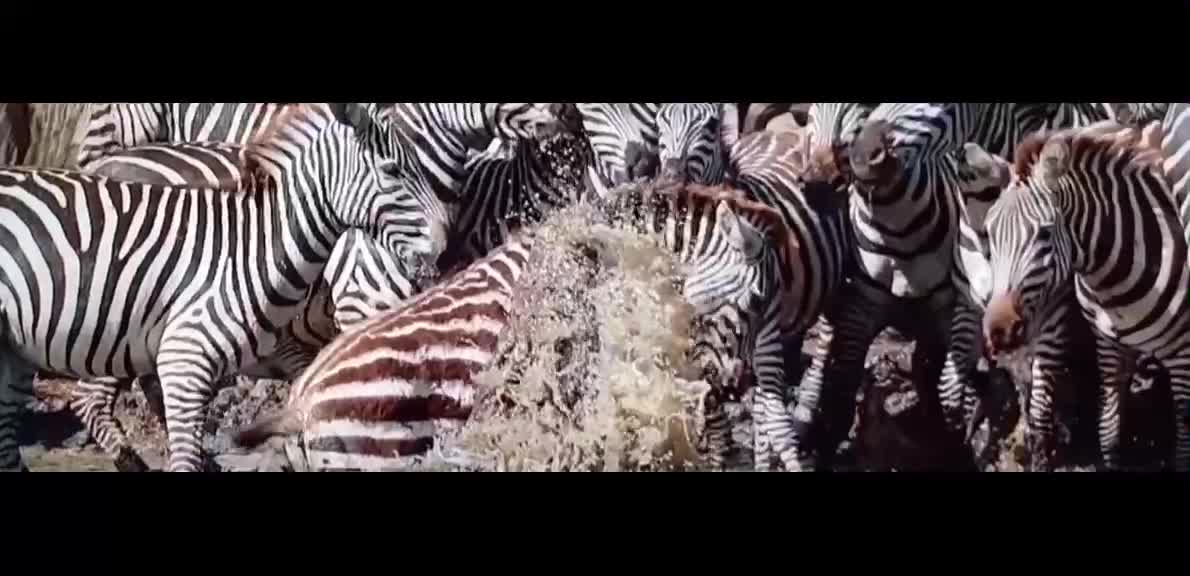 Herds of zebras