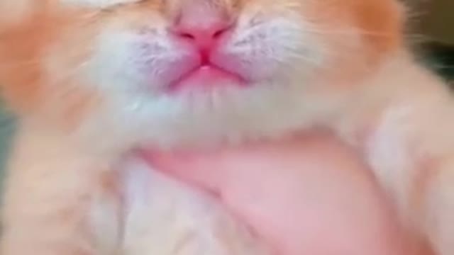 Cat Crying