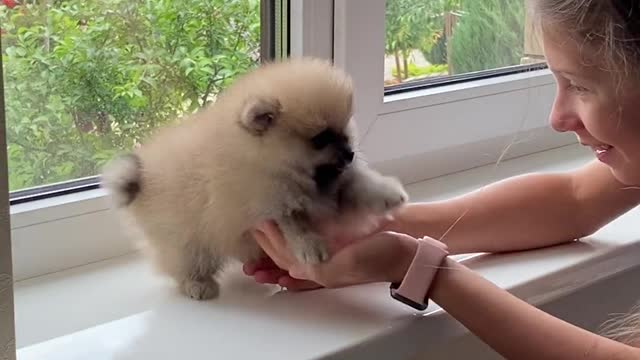 Girl with a Puppy at the Window