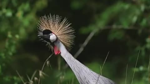 Animal and birds