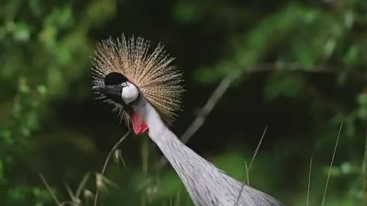 Animal and birds