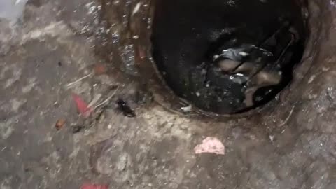 Kittens Rescued from Drainpipe Dilemma