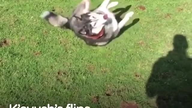 A dog running on the prairie