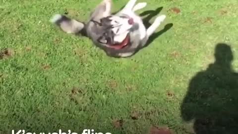 A dog running on the prairie