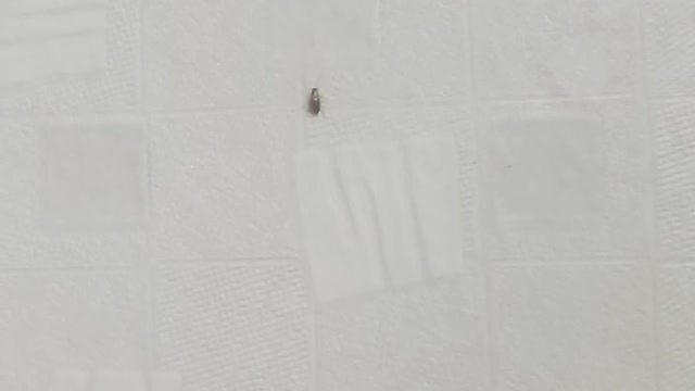 Cockroach climbing a white wall