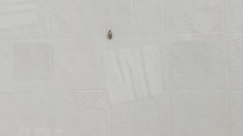 Cockroach climbing a white wall