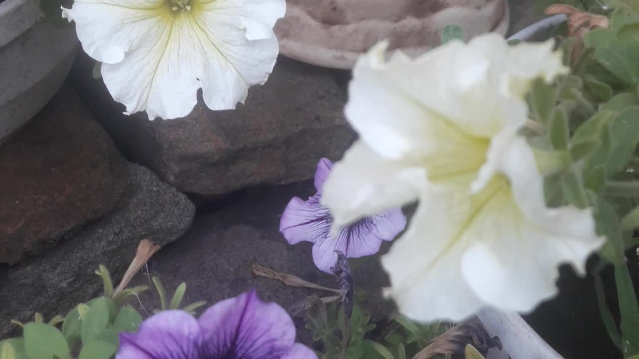 Multi-colored petunias