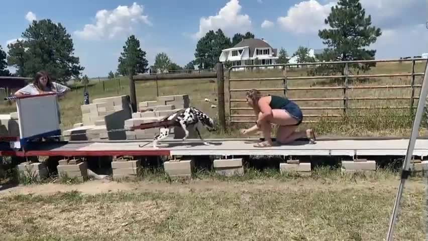 Dalmatian competes in a dog sport called weight pull!