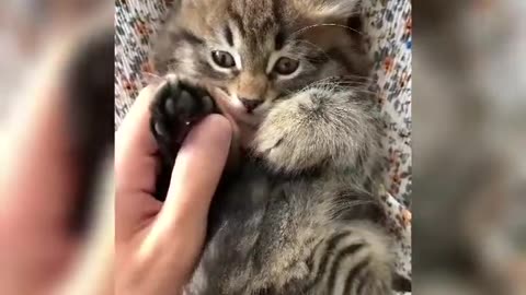 kitten funny moments