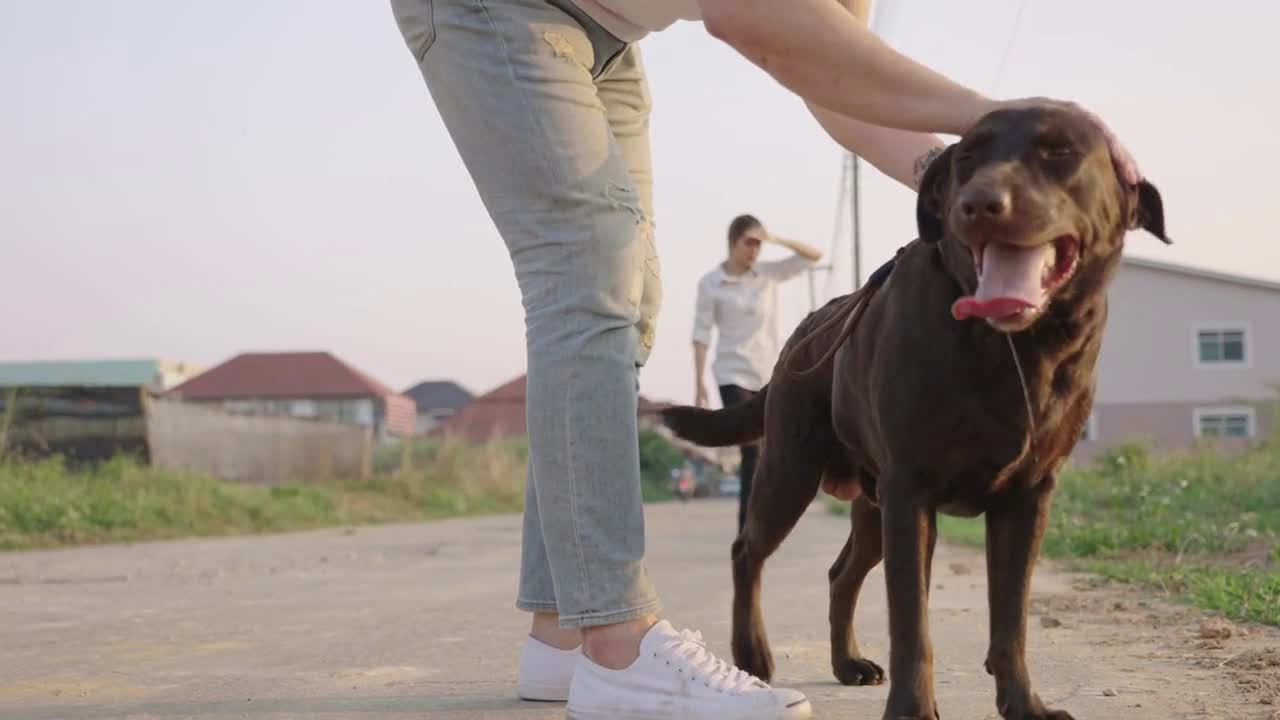 A young Labrador Retriever male owner caress firmly stroking on pet while training dog