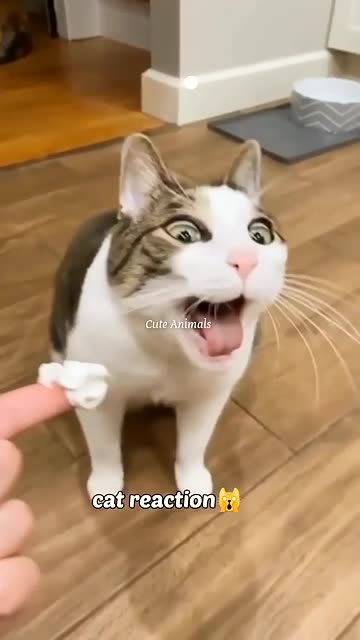 Funniest Videos 2024 shortvideo shorts funny all like share please thanks