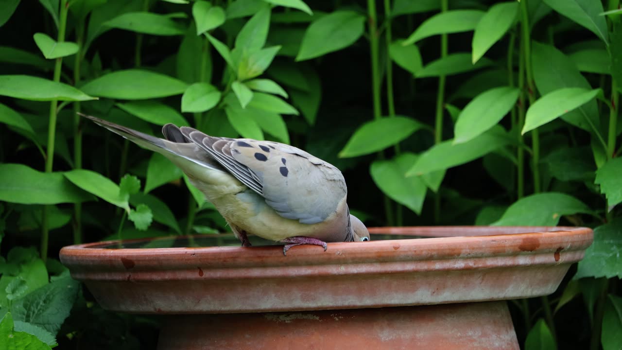 Mourning Dove Drinking Water