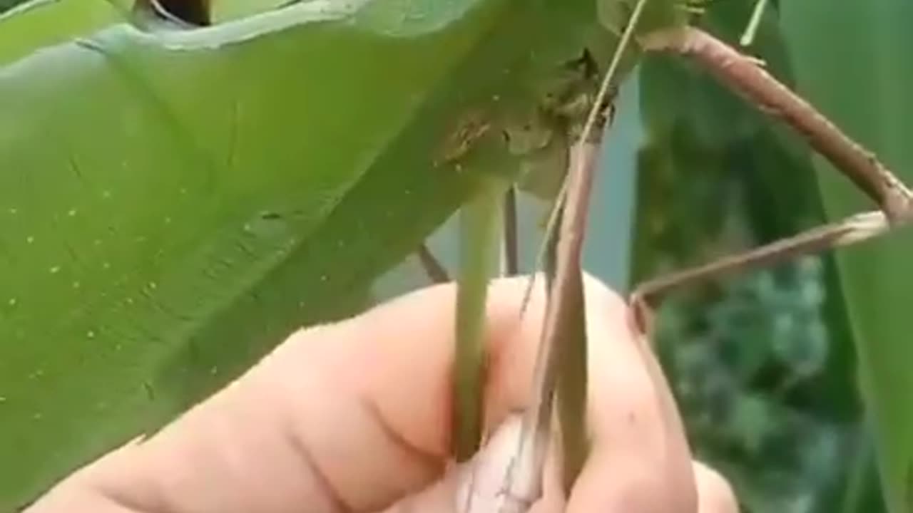 The giant long-legged grasshopper lives in the tropical forests of Malaysia