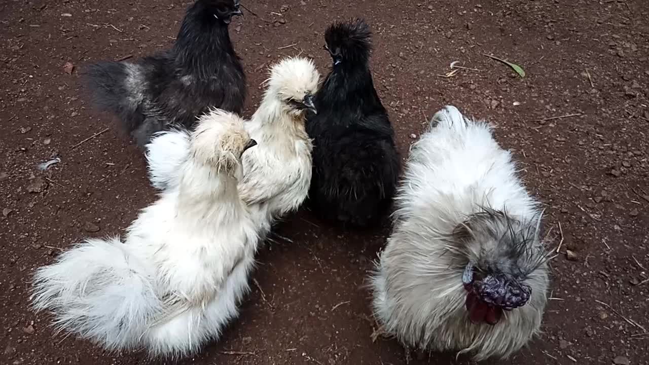 Silkies, Lavender Rooster, 2 Splash Hens and 2 Black Hens 3rd September 2021