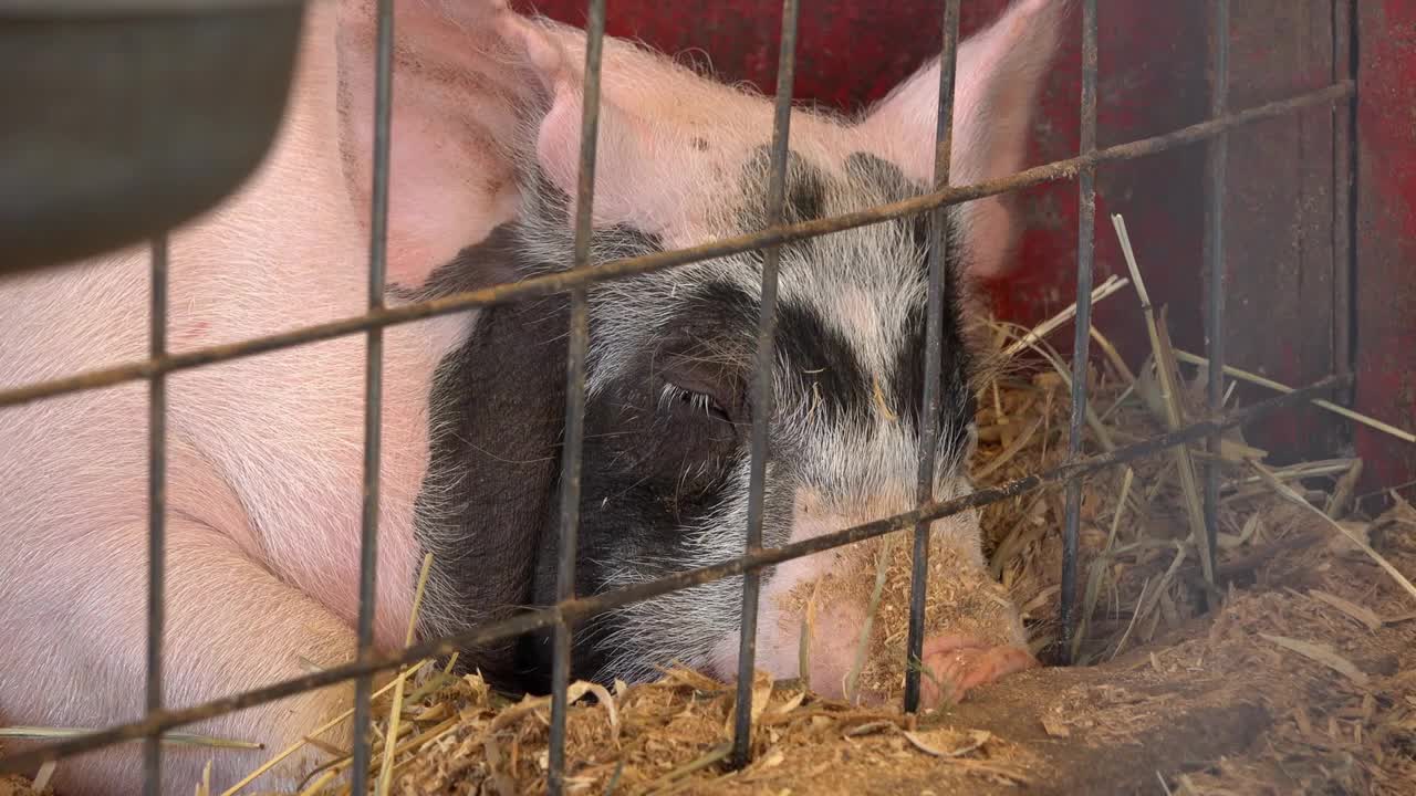 Adult pig laying in pen tired and exhausted