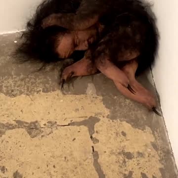 Episode #113 What This Viral Video