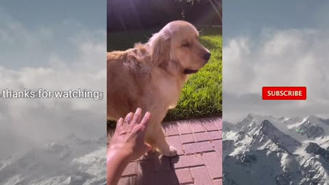 Cute dog new latest videos 🐈