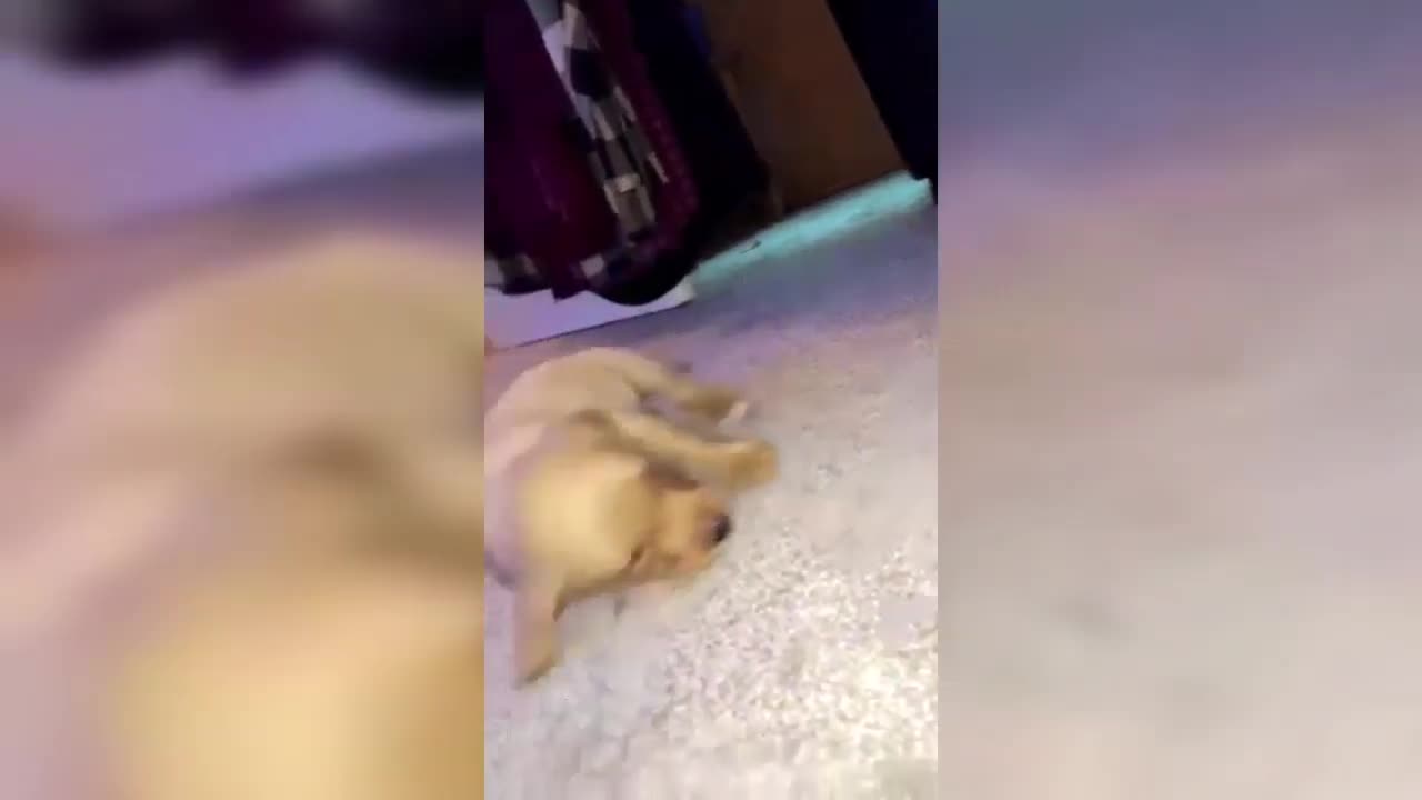 cute puppy sleep and fall