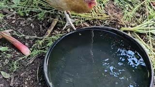 OMC! Cool drink of water on a hot summer day - Flock of hens around the water cooler! #hens #shorts