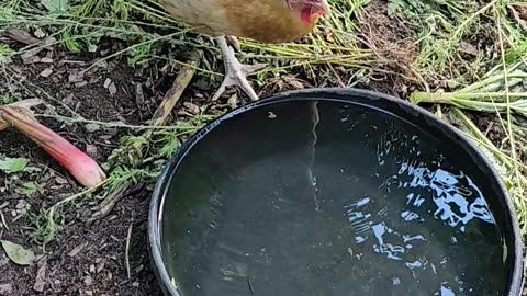 OMC! Cool drink of water on a hot summer day - Flock of hens around the water cooler! #hens #shorts