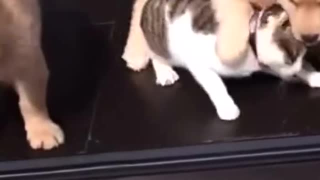 Dozens of funny dogs are annoying a cat