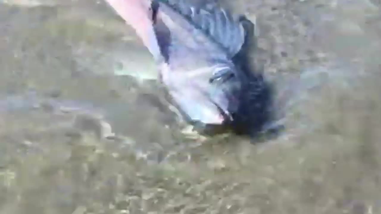 A Fisherman’s Shocking Catch