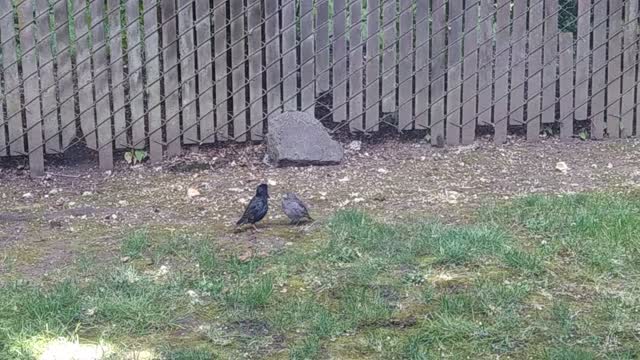 Baby Bird says "that food is to BIG"