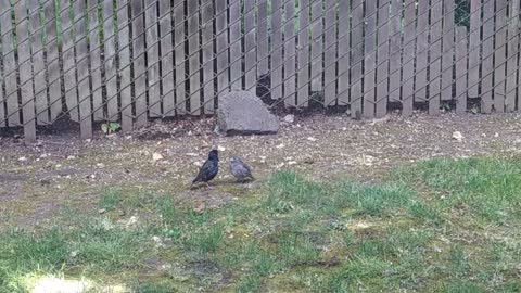 Baby Bird says "that food is to BIG"