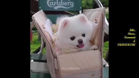 Cute And Funny Pet Videos Compilation 9-Funny Dog video -Baby Dog6