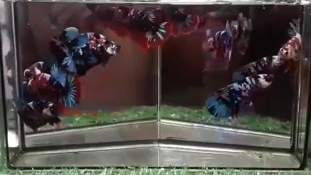 Wild Betta Fish