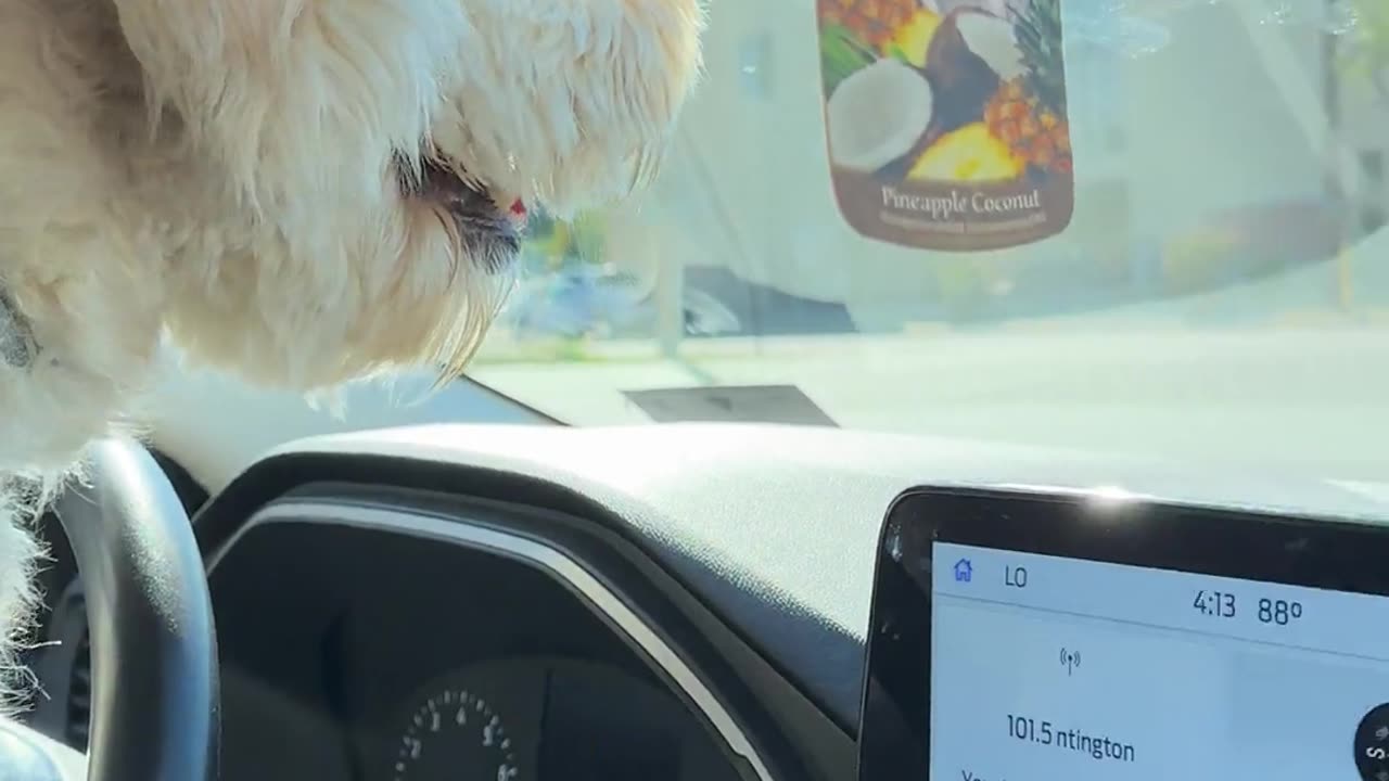 Driver Dog Are Angry 🤣