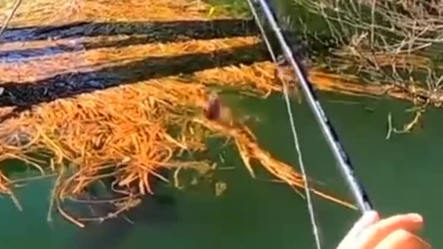 webapp=v1&q=fishing&t