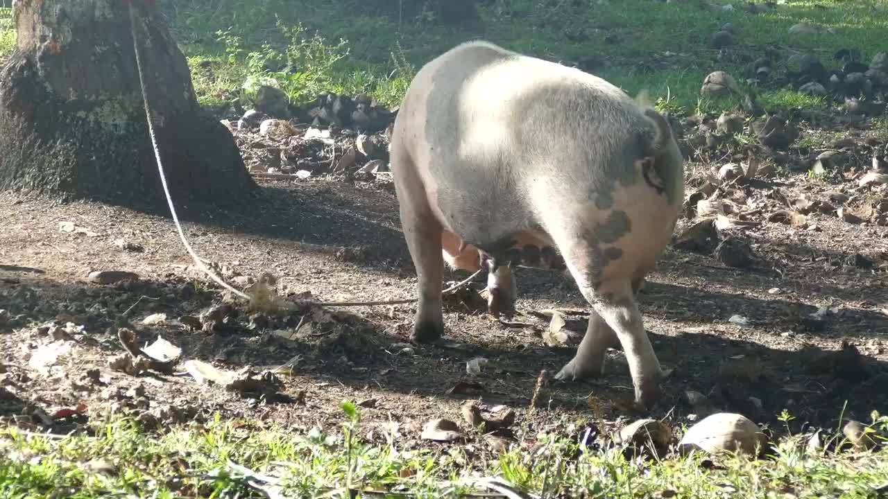 pig