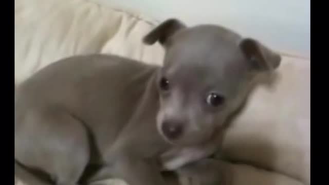 CUTE PUPPY TRY TO UNDERSTAND HOW TO BARK