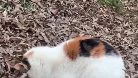 ps🐶_ #funny Cute Cats #shorts Video😂_ #trending #animals #reels
