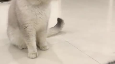 When cat see my crush