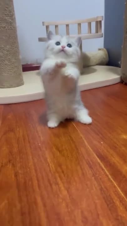 6.Cats and dogs _ cats meowing _ cats funny videos #shorts