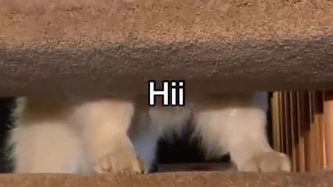 Good morning puppy