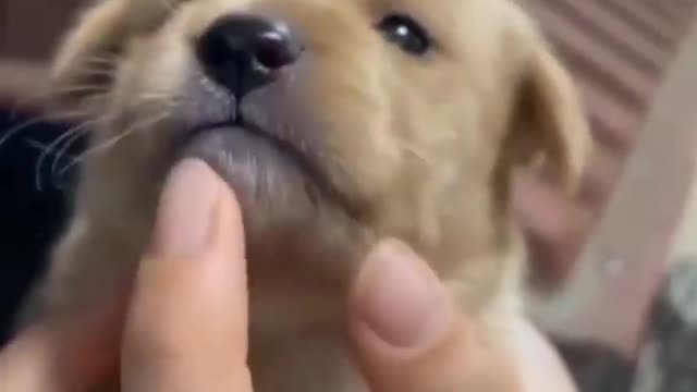 Soooooooooooooooooooooooooooo❤️❤️❤️❤️ cute😍 | Cute Dogs