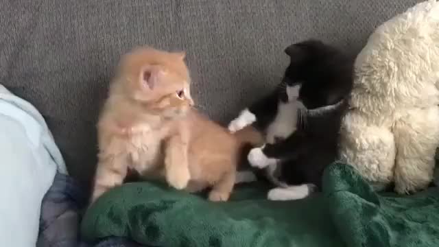 TWO KITTENS PLAYING