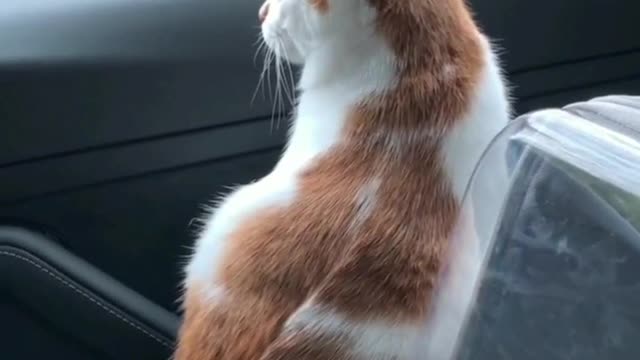 take the cat out