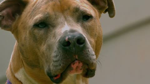 Slow Motion Closeup Dog Head Turning