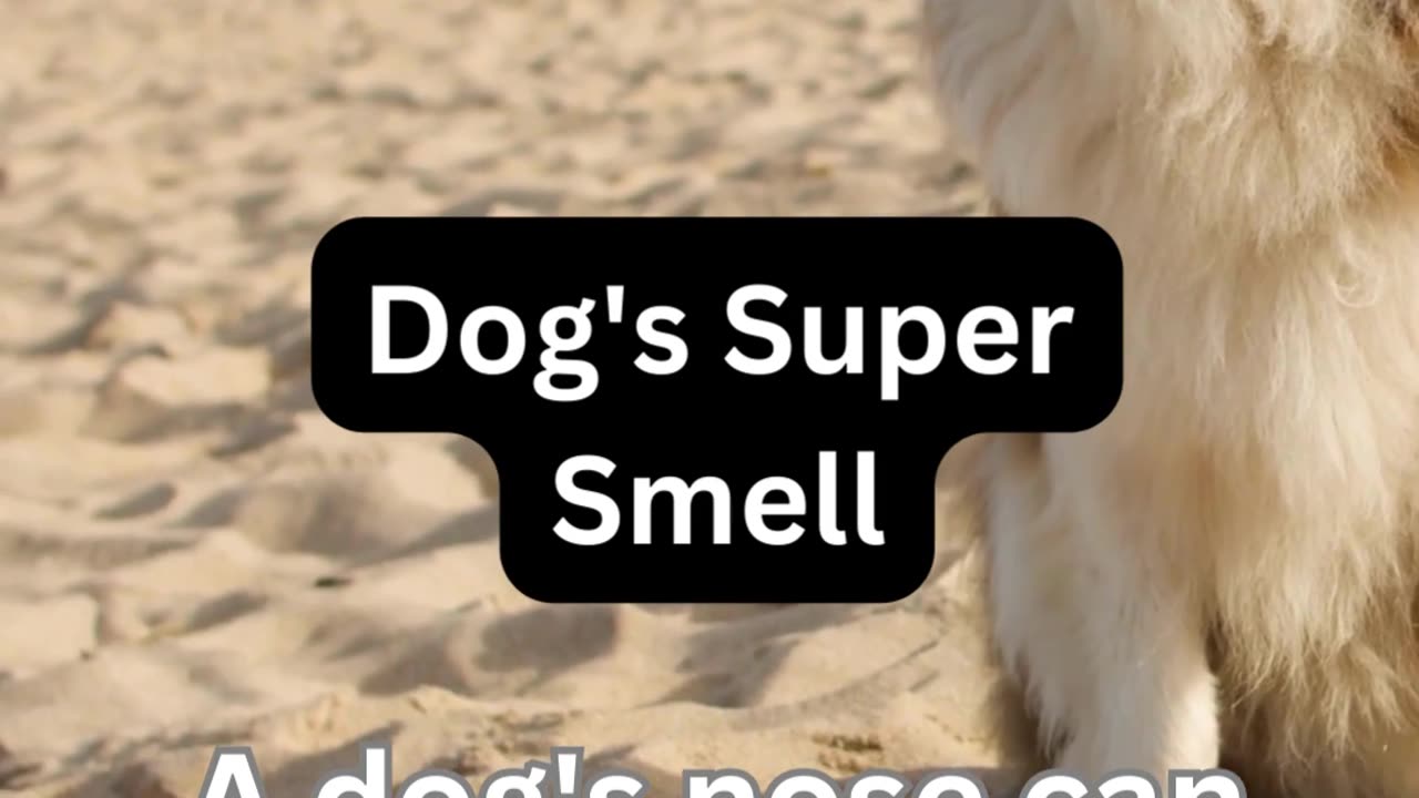 Dogs Super Smell