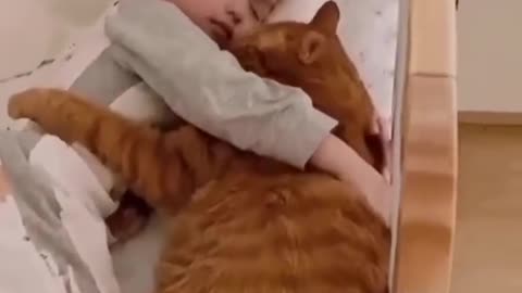 cute and lovely cat love,funny,viral,beautiful cat,