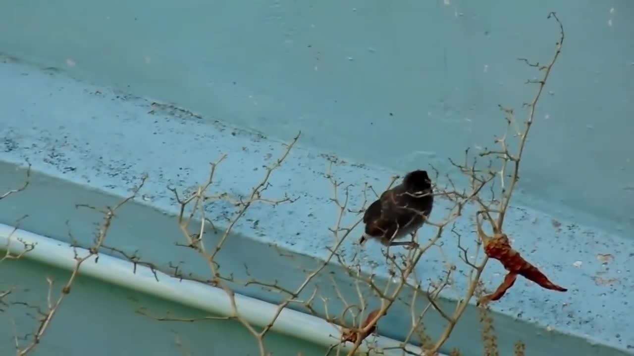 FIRST FLIGHT A BABY BIRD DOCUMENTARY