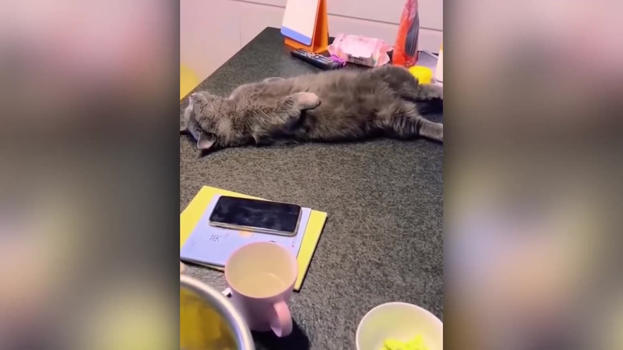Funny cats and dogs video compilation