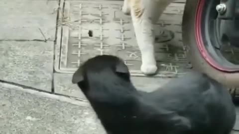 When the cat saw his wife
